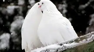 Мои бойные голуби.