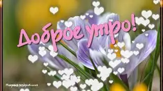 ДОБРОЕ УТРО. ДОБРОГО ДНЯ. Хорошего настроения.