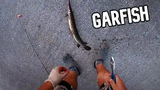 HOW TO CATCH:  Florida GARFISH #FISHING
