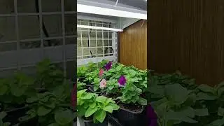 А вы видели, как раскрывается петуния? 