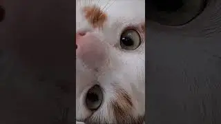 Вискас или виски?