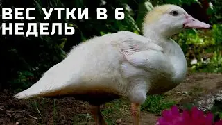Вес индоутки / мускусной утки в 6 недель /// утки шипуны /// гигантские утки