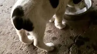 Щенок алабай