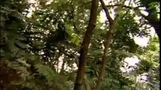 Cubatão Cotia Pará