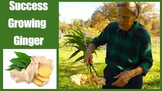 Growing Ginger | Success my first year! Zone 8a
