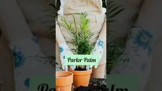 Top 10 plants that bring home good luck | Lucky plants | Feng shui plants