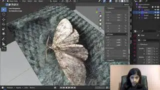 3D Moth animation in blender