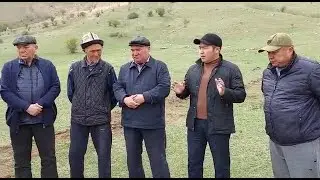 Жакшыдан бак калат демекчи, Чалмага Кымбат баалуу карагайлар эгилди