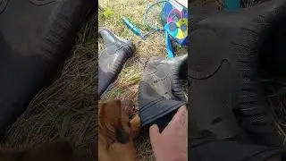 без заначек не может красотка хитропопая