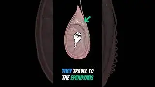 Sperm Cell Adventure #shorts