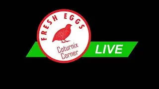 Coturnix Corner LIVE