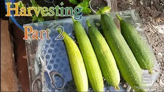 Harvesting Ridge / Sponge Gourd From My Garden || Part 2