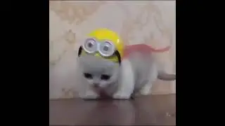 Funny Kittens and Cats videos