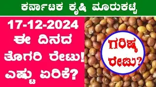 Today Redgram Rates l 17-12-2024 l ತೊಗರಿ ಗರಿಷ್ಠ ಬೆಲೆ ಎಷ್ಟು? l #RedgramRates #raichur @BealertJob