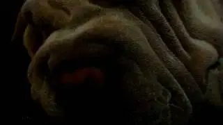This is Wrinkly, our new Shar Pei puppy sleeping