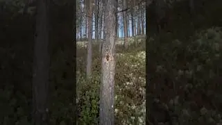 Заначка на зиму…
