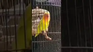 Gaya Termahal...