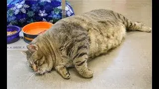 ПОДБОРКА ПРИКОЛОВ С ЖИВОТНЫМИ●ПРИКОЛЬНЫЕ ЖИВОТНЫЕ●СМЕШНЫЕ КОТЫ●ПРИКОЛЫ С КОТАМИ●МИЛЫЕ КОШКИ 2019
