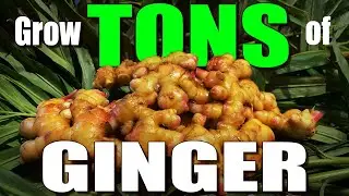 How to grow a TON of Ginger from store-bought Ginger Root!