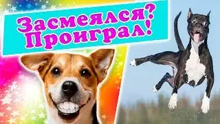 Don't Laugh Challenge FUNNY DOGS Sausages Show