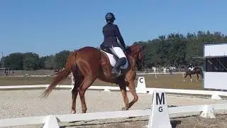 Rocking Horse Training Level Test B