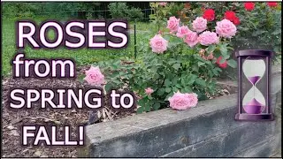 Transform Your Garden with Beautiful Roses
