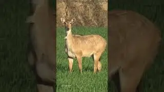 Nilgai ❤ 