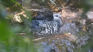 White-headed pigeon taking a bath