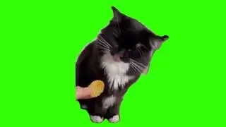 green screen cute cat doesn't like his food