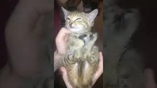 ПОЙМАЛИ КОТЕНКА