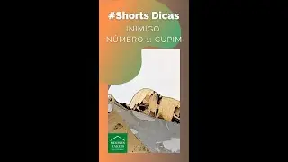 #shorts Dicas #14: Inimigo número 1 do marceneiro... CUPIM