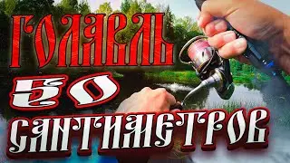 КАК ЛОВИТЬ ТАКИХ ЗДОРОВЫХ!?🔥  ПОЛУМЕТРОВЫЙ ГОЛАВЛЬ НА СПИННИНГ! НЕ ЗРЯ ЭТУ ПРИМАНКУ ВСЕ  ТАК ХВАЛЯТ!