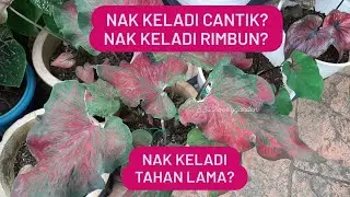 NAK DAUN KELADI CANTIK DAN KELADI RIMBUN : (V66) Batang Keladi Tahan Lama 