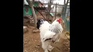 The biggest rooster you've ever seen!! One big rooster/chicken!