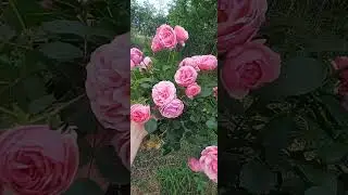 Роза Помпонелла на штамбе