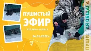 РУБЛИКА SPIZDILI