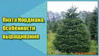 Пихта Нордмана. Особенности выращивания