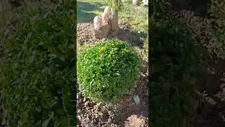 самшиты