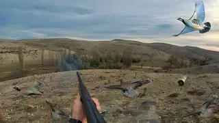 En İyi Keklik Avı / Fermada Keklik Avı / Partridge Hunt / صيد الحجل. /