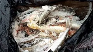 КОРЮШКА НА ФИНСКОМ ЗАЛИВЕ. Форт ШАНЕЦ. Ветер