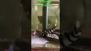 Мурена снежная в "Калипсо Аква"