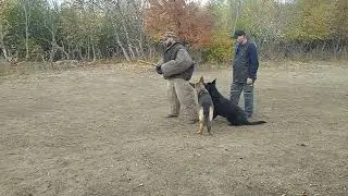 две овчарки работают вместе
