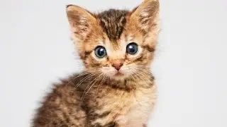 A small kitten the size of a palm turned out to be alone in this world.
