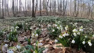 Не пропустить бы начало грибного сезона! Грибники с новостями из леса, март 2023 года.