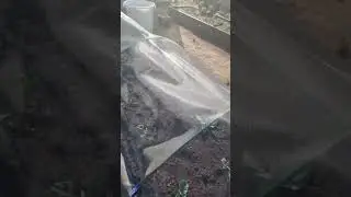 Лайфак для капусты
