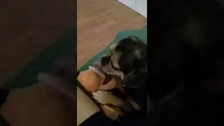 Cute pup kisses stuffed toy dogs tongue
