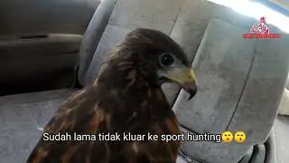 🔴 Harris Hawk (HH) / training outdoor dan simulation dekat sawit