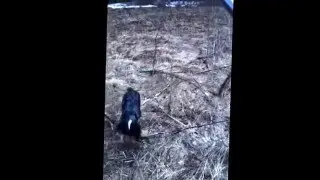 Подача вальдшнепа, РОС Дик вл.Гулиев Низами