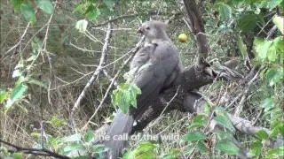 Grey go away bird