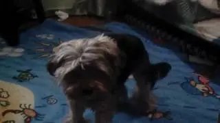 Всё о лапке 🐕